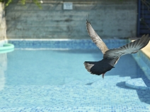  Parque y piscina